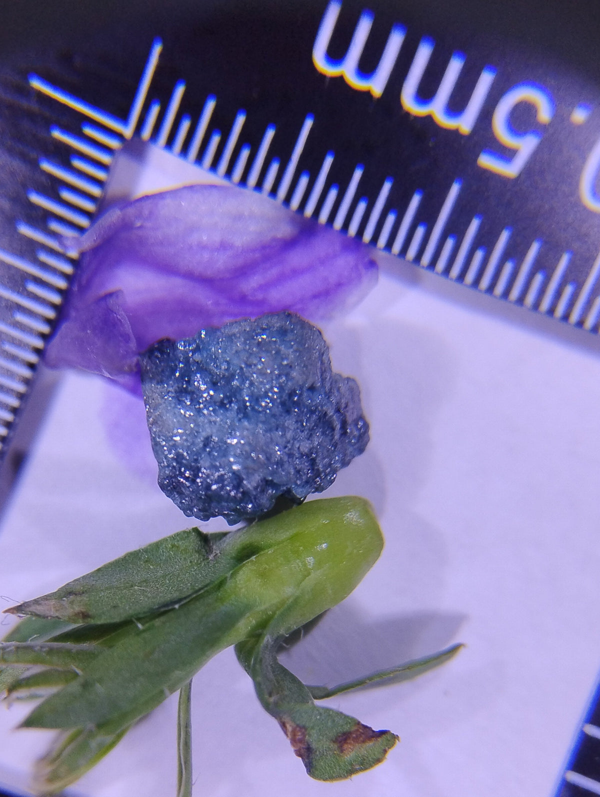 Natural blue rough diamond, 6.5 carats, loose gemstone with a raw, uncut appearance, by My Store 3.
