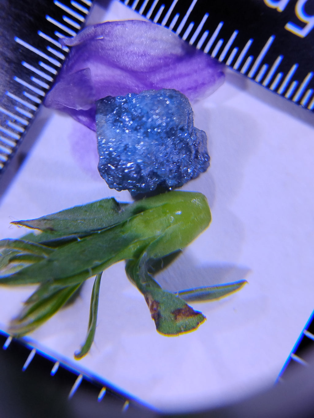 Natural blue rough diamond, 6.5 carats, loose gemstone with raw, uncut appearance from My Store 3.