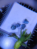 Rough Natural Blue Diamonds – Set of 4