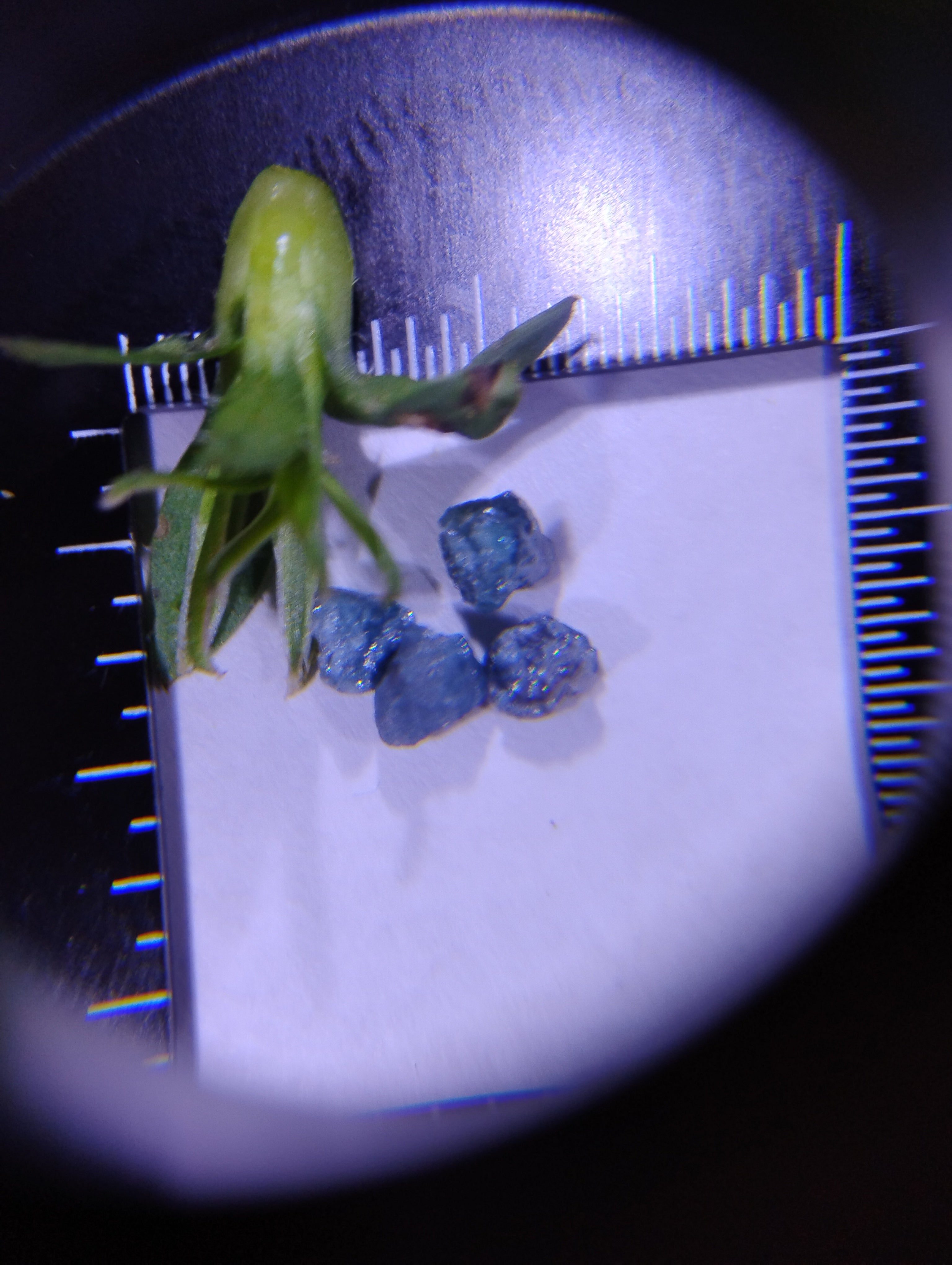 Custom Natural Blue Diamond Flower Jewelry – Commission a One-of-a-Kind Piece