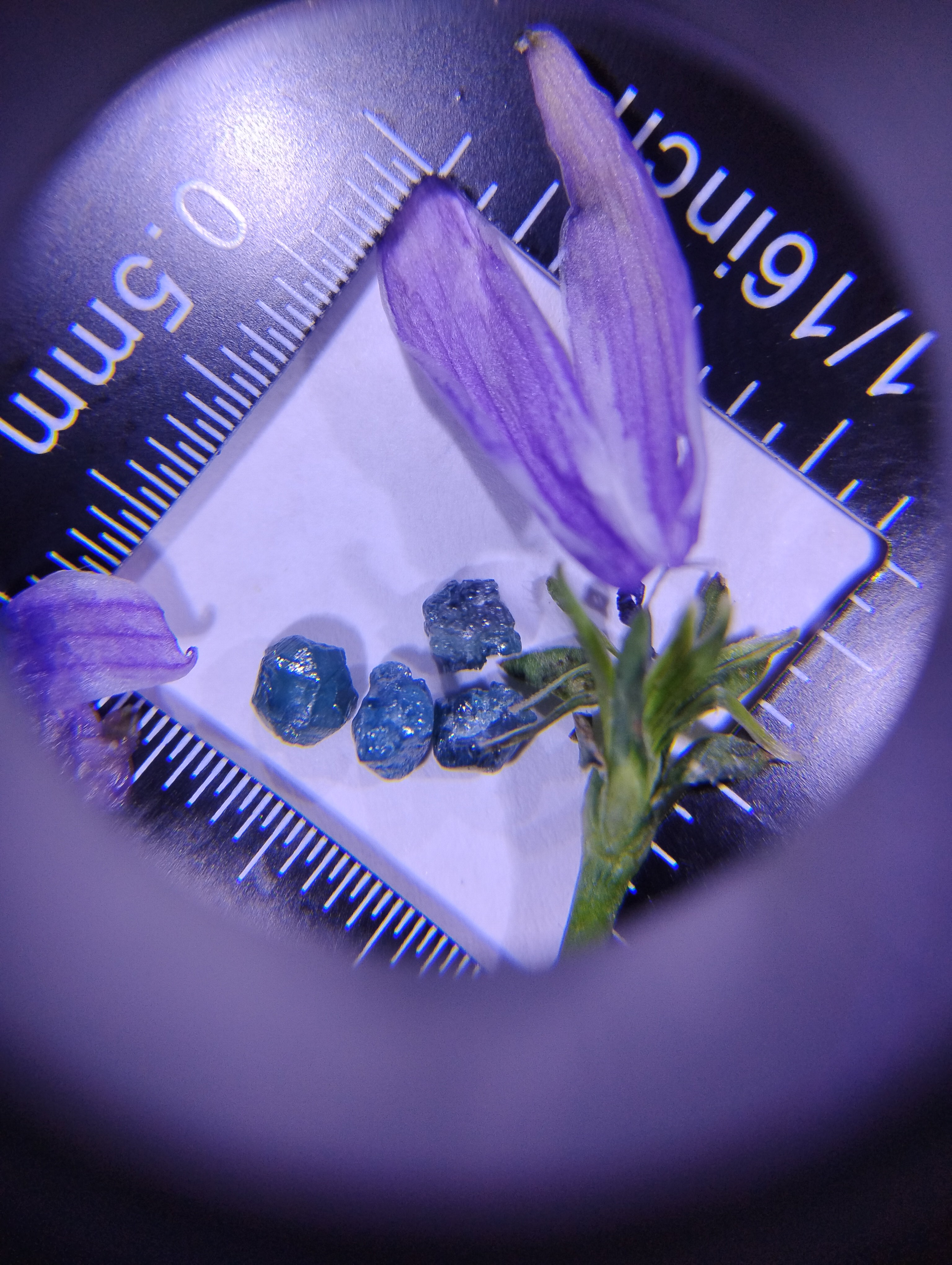 Blue Diamonds & Bloom — Natural Rough Diamond Art Piece | 1 Ct