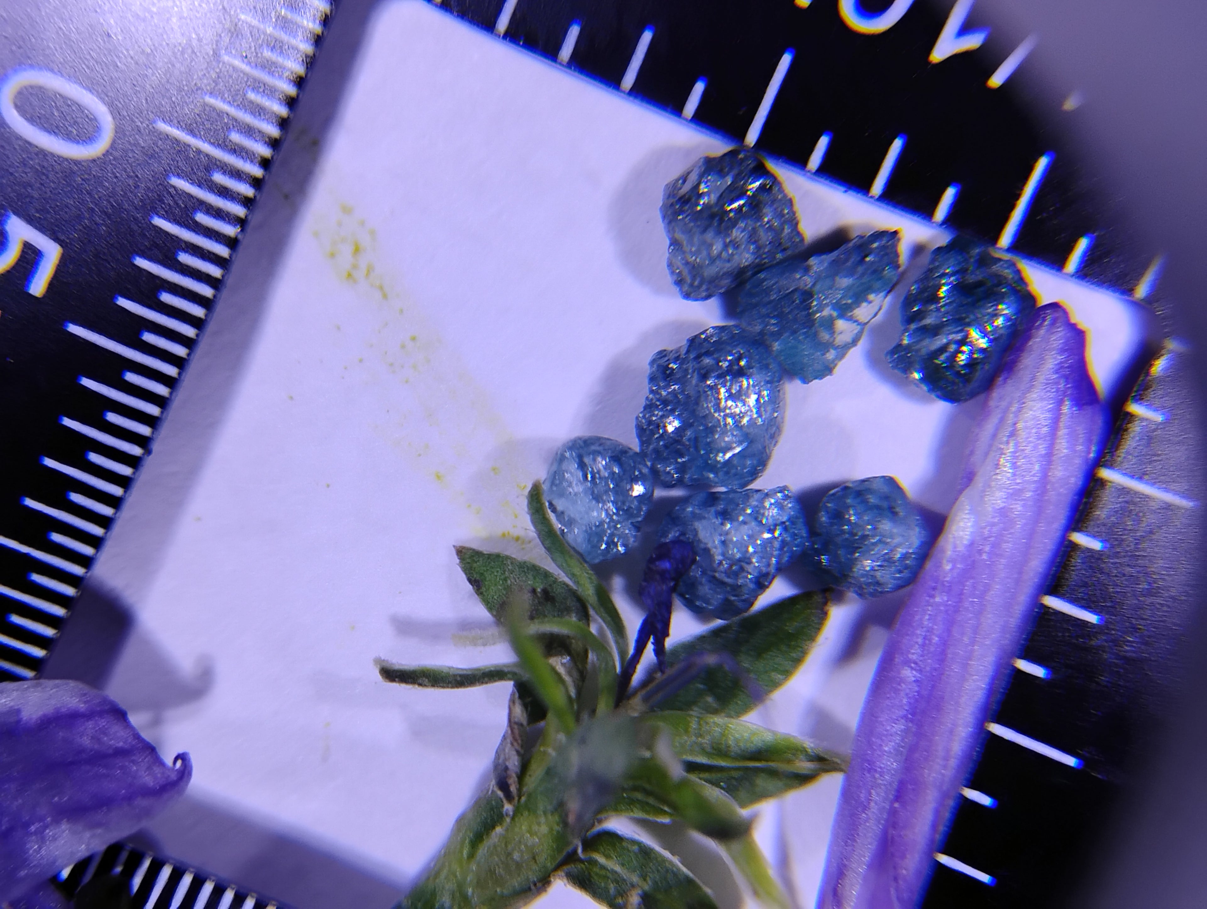 Seven Rough Blue Diamonds | 2 Carats Total Weight