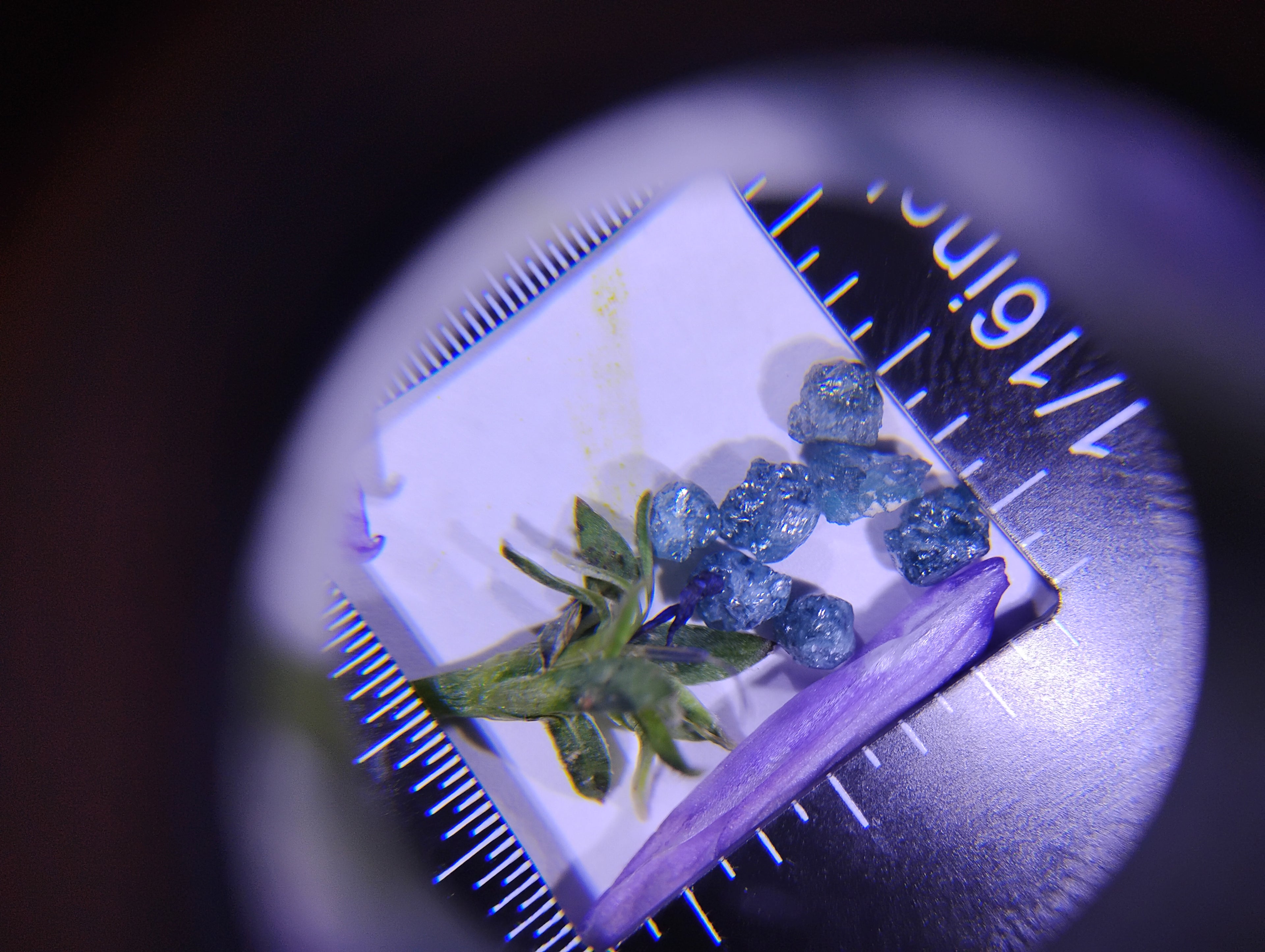 Seven Rough Blue Diamonds | 2 Carats Total Weight
