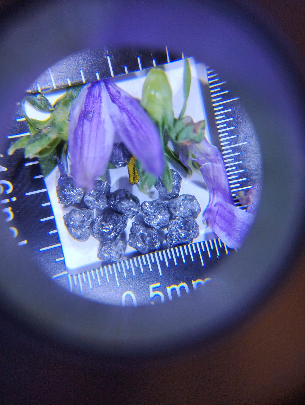 Natural Rough Blue Diamonds – 3 ct (Three Carats)