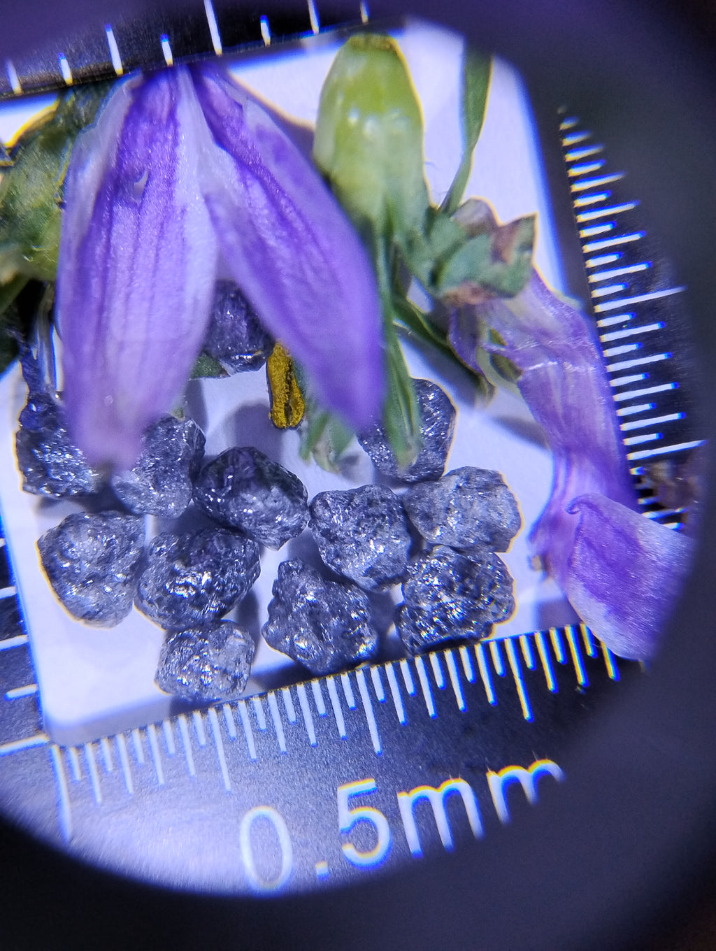 Natural Rough Blue Diamonds – Priced Per Carat (ct)