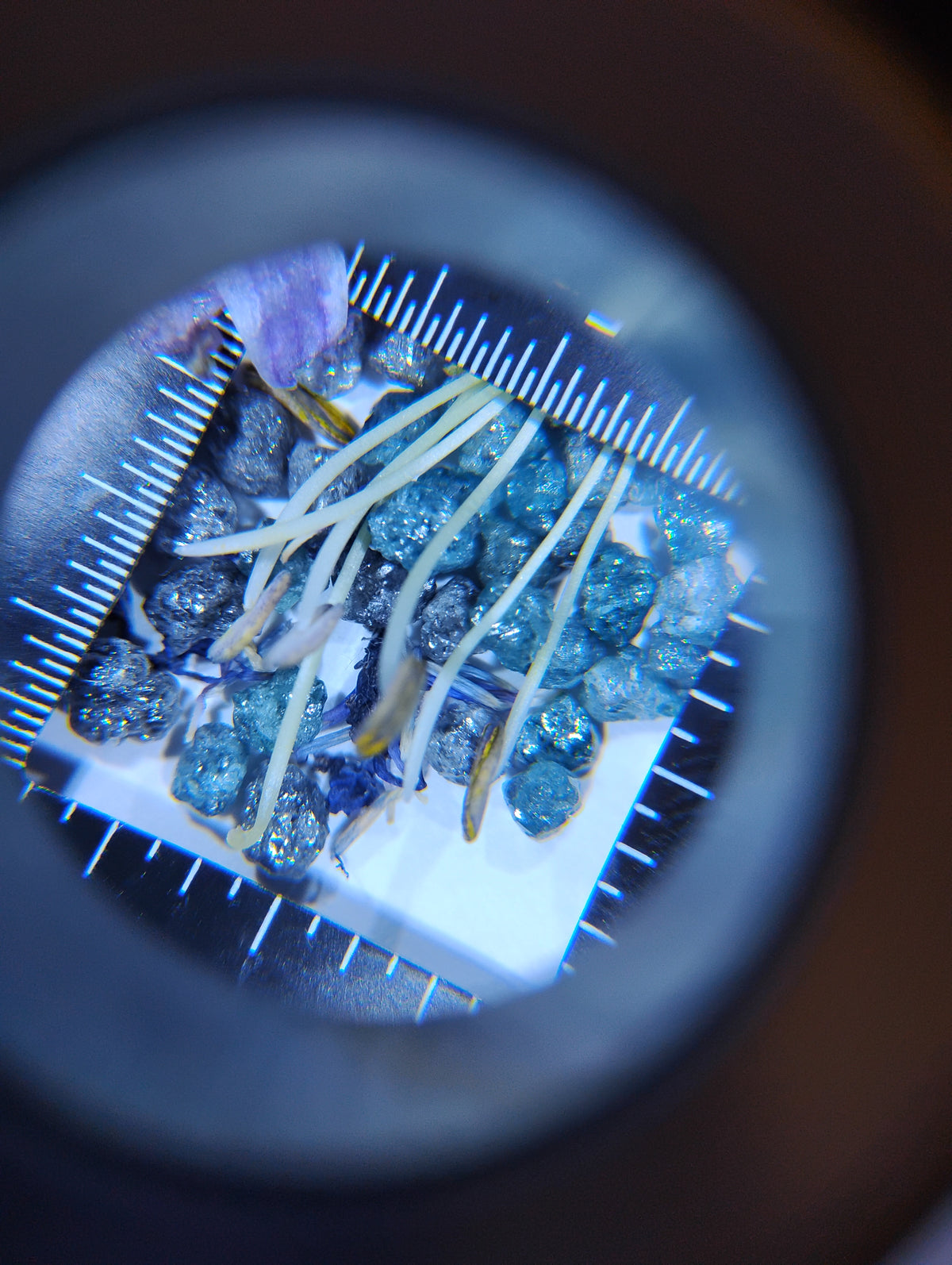 Natural Rough Blue Diamonds – 0.5 ct (Half Carat)