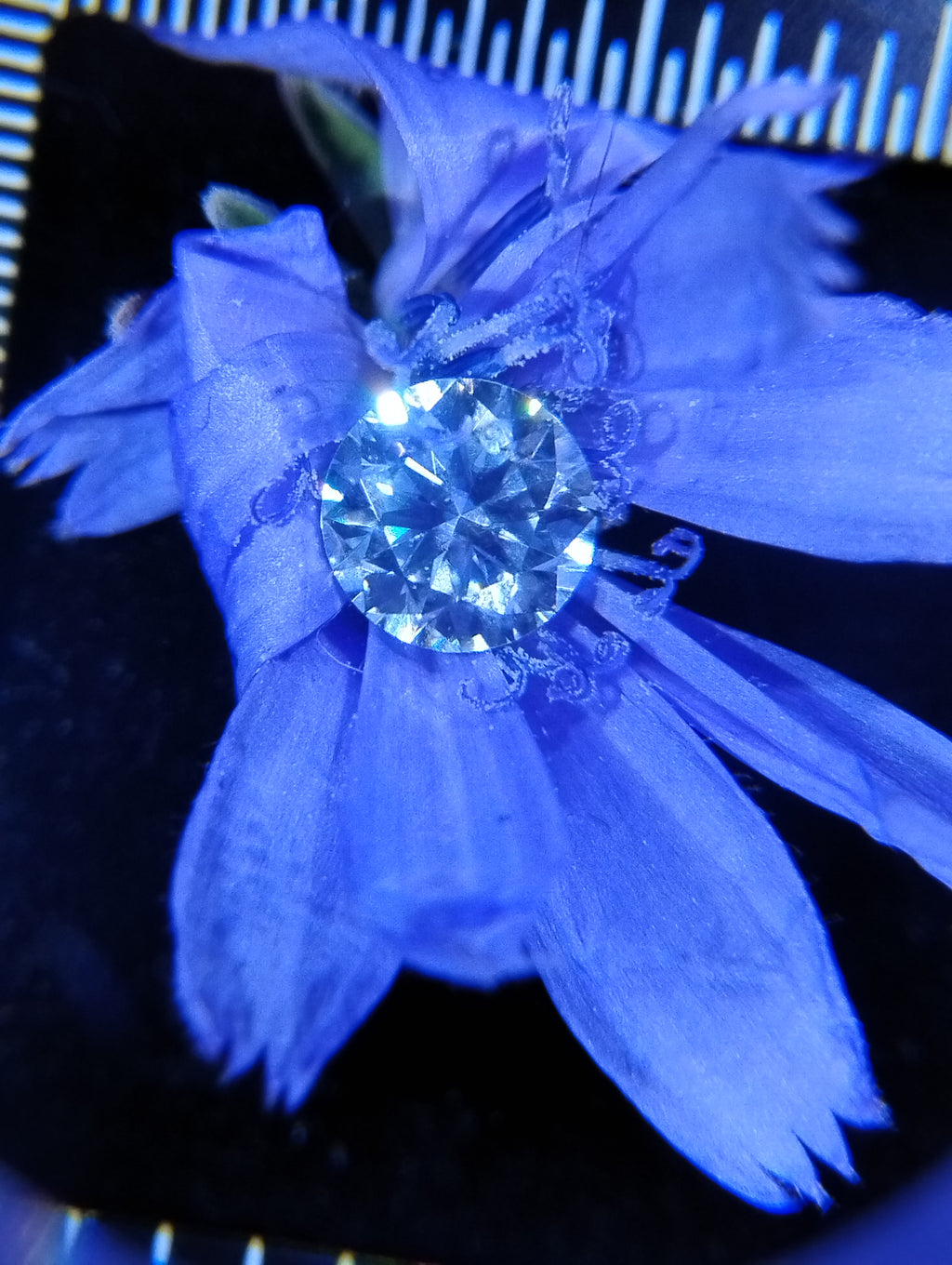 Pair of 14k gold filled moissanite floral stud earrings with 0.5 ct each, totaling 1 ct, featuring diamond brilliance.